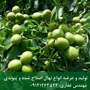 فروش ویژه بذر گردو تضمینی (چندلر، فرنور، تویسرکان)