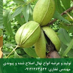 خرید بذر گردو چندلر، فرنور و پدرو؛ تضمین باردهی زودبازده