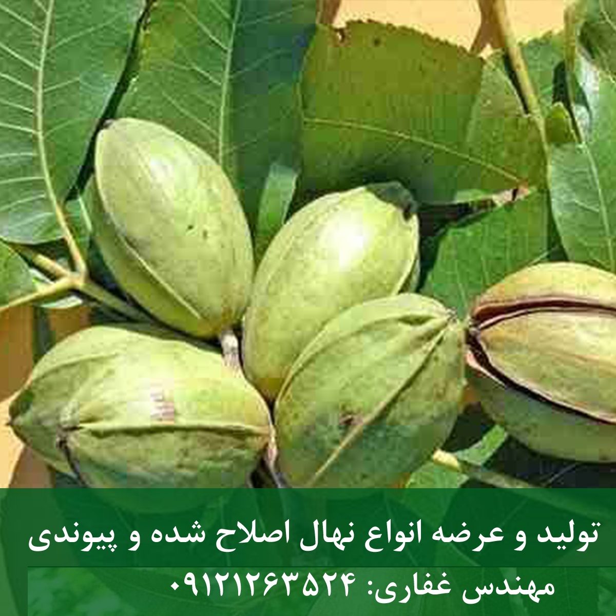 فروش بذر گردو اصل ژنوتیپ، پکان و اسرائیلی با ضمانت قوه نامیه|تابستان ۱۴۰۵ فروش بذر گردو اصل ژنوتیپ، پکان و اسرائیلی با ضمانت قوه نامیه
