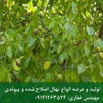 خرید بذر گردو برای نهالستان، باغ تجاری و کشت محدود