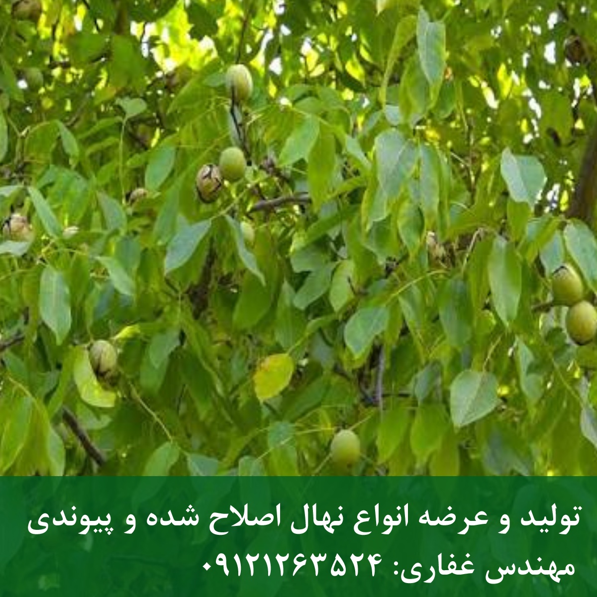 خرید عمده بذر تویسرکان ویژه باغداران و نهالستانها خرید عمده بذر تویسرکان ویژه باغداران و نهالستانها