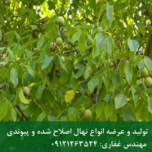 خرید بذر گردو برای نهالستان، باغ تجاری و کشت محدود