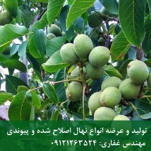 خرید عمده بذر گردو برای احداث باغ تجاری؛ ارسال مستقیم از نهالستان
