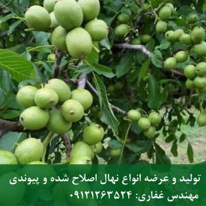 بهترین ارقام بذر گردو برای مناطق سردسیر؛ فرنور و چندلر اصل
