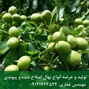 فروش ویژه بذر گردو ژنوتیپ و پکان؛ پربارترین ارقام برای سرمایه‌گذاری