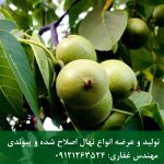 سفارش بذر گردو اصل با قیمت همکاری