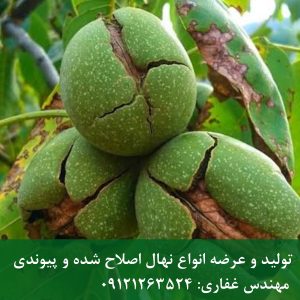 فروش عمده بذر گردو ارقام خارجی و بومی