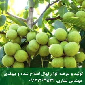 خرید مستقیم بذر گردو از فروشنده با قیمت مناسب