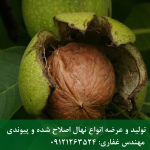 فروش بذر گردو تویسرکان با کیفیت تضمینی