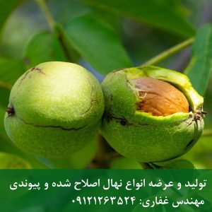 فروش ویژه بذر گردو چندلر، فرنور، پدرو و هارتلی