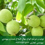 فروش بذر خوشه‌ای پکان ویژه کاشت تجاری در تابستان ۱۴۰۵