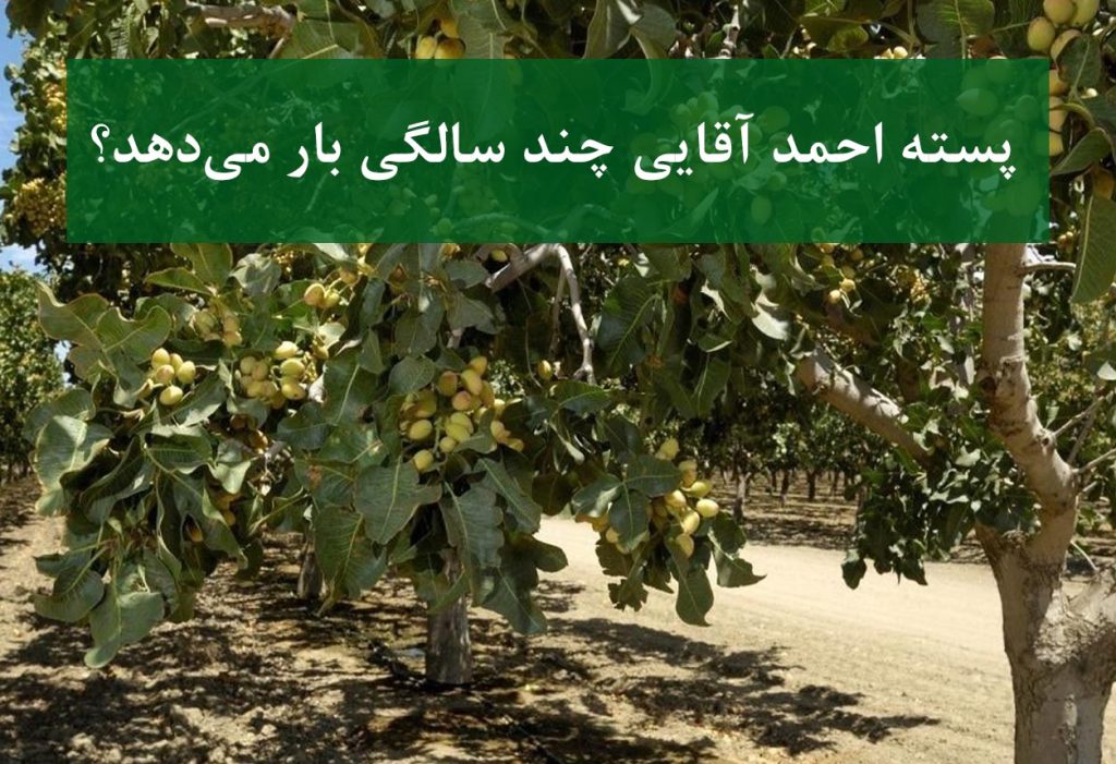 مراحل رشد نهال پسته احمد آقایی از سال اول تا باردهی