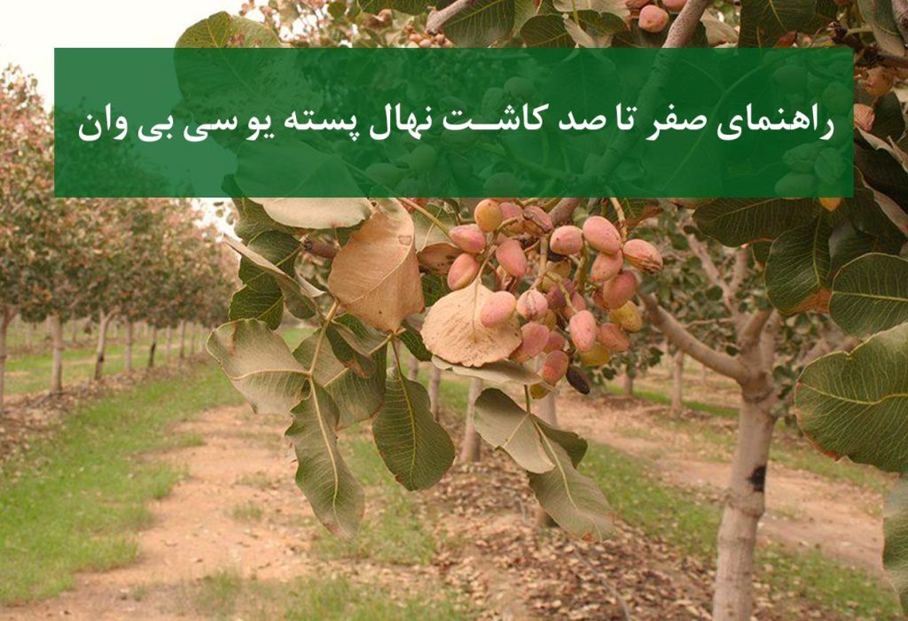 مراحل کاشت نهال پسته UCB1 از کاشت تا اولین برداشت