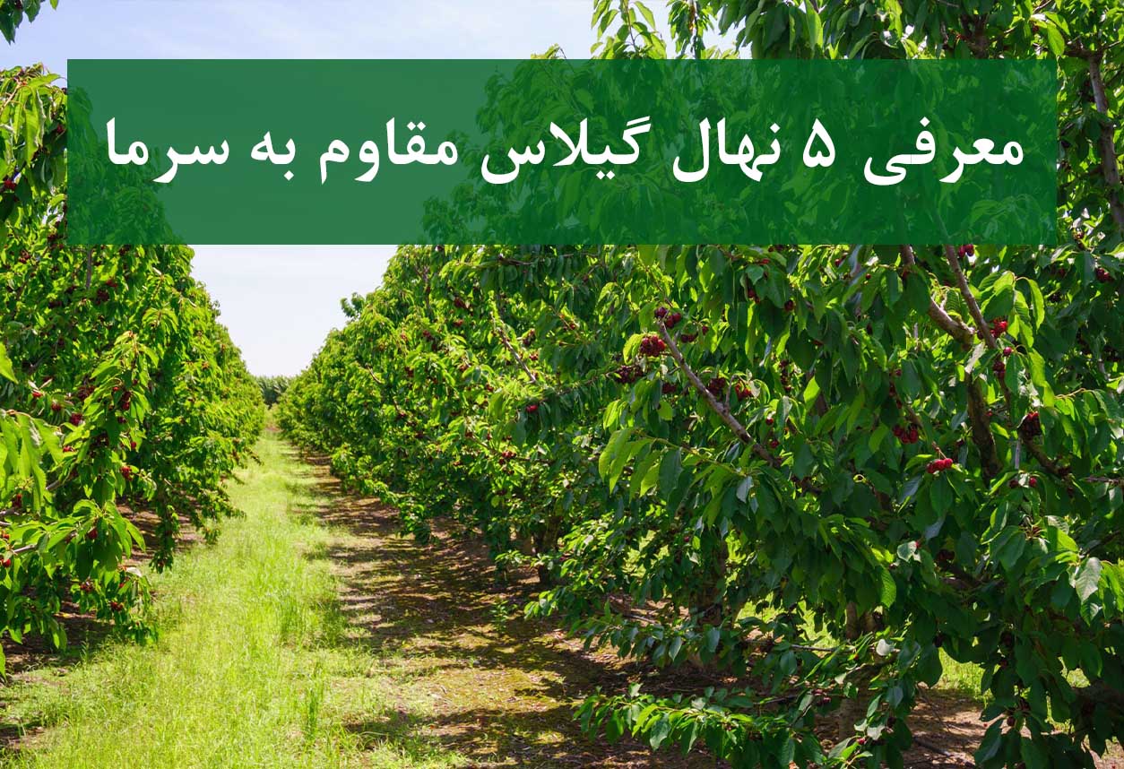 معرفی ۵ نهال گیلاس مقاوم به سرما