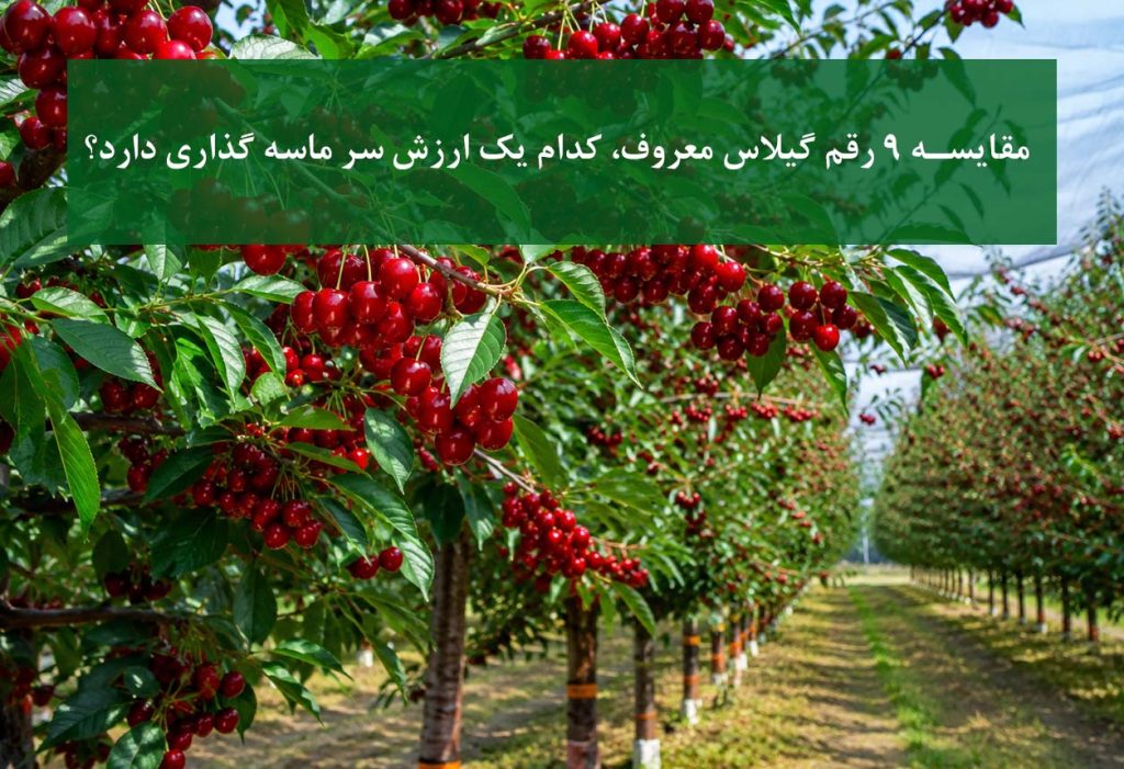 مقایسه 9 رقم گیلاس پرفروش در باغ تجاری مدرن سال 1405