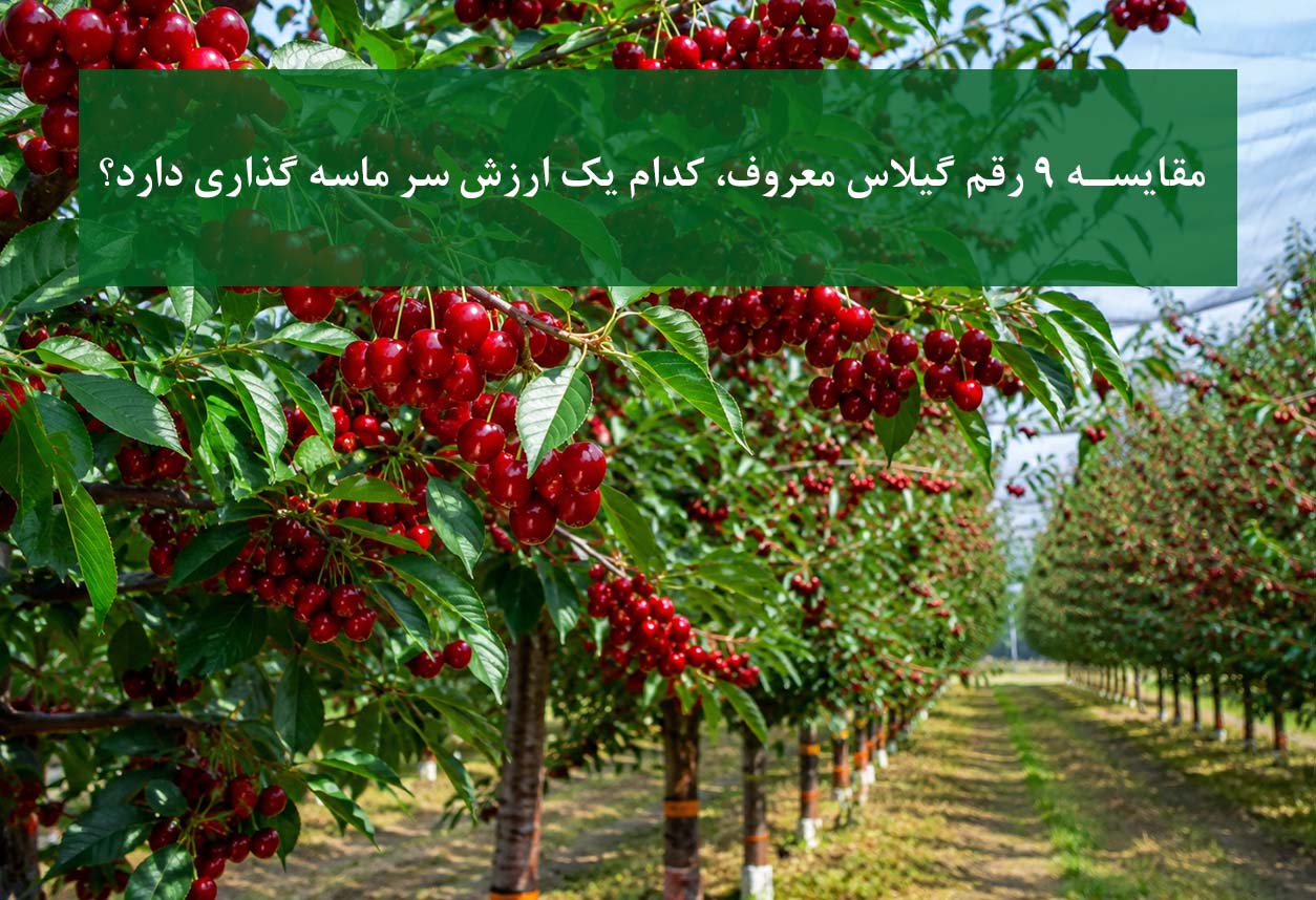 مقایسه 9 رقم گیلاس پرفروش در باغ تجاری مدرن سال 1405