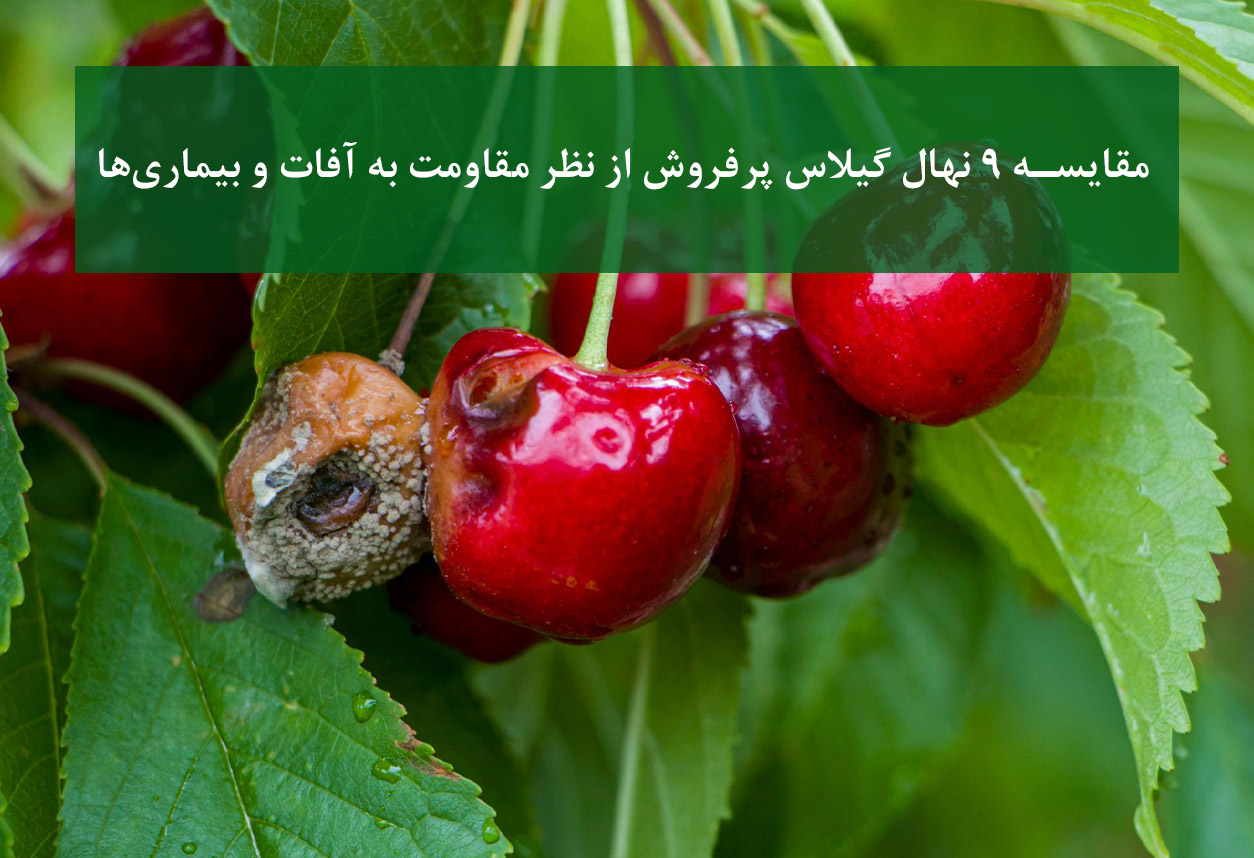 مقایسه 9 نهال گیلاس پرفروش از نظر مقاومت به آفات و بیماری‌ها