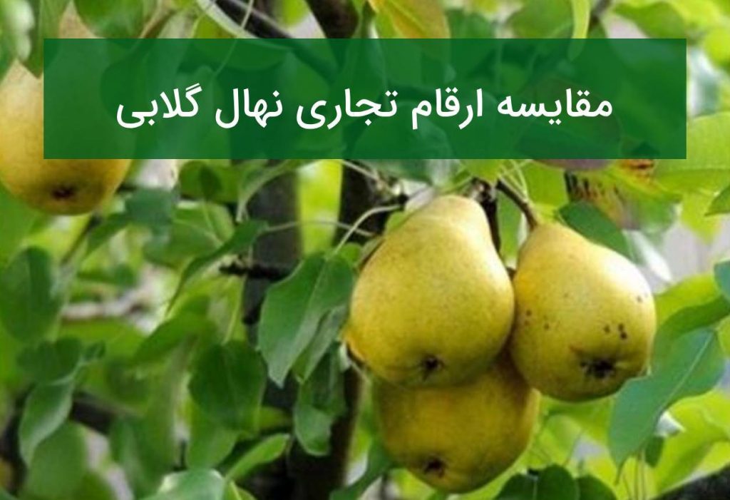 کدام نهال گلابی سودآوری بیشتری دارد؟