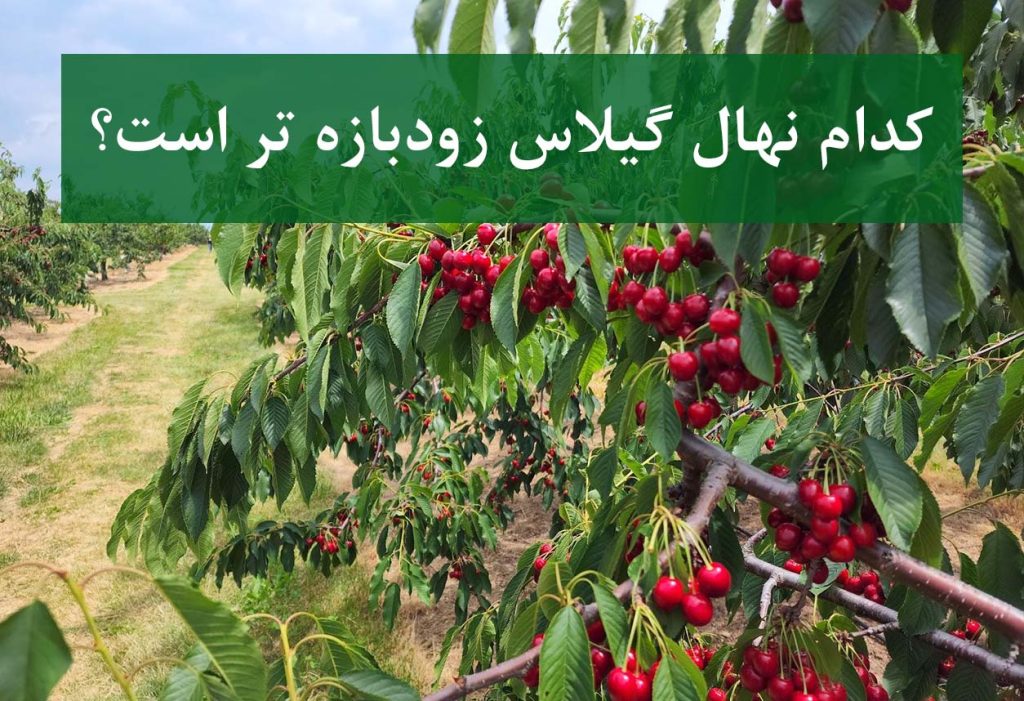 مقایسه باردهی نهال گیلاس خوشه‌ای و تکدانه