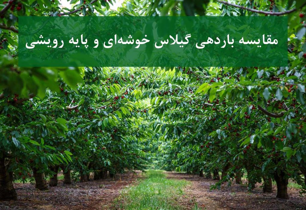 مقایسه باردهی گیلاس خوشه‌ای و پایه رویشی