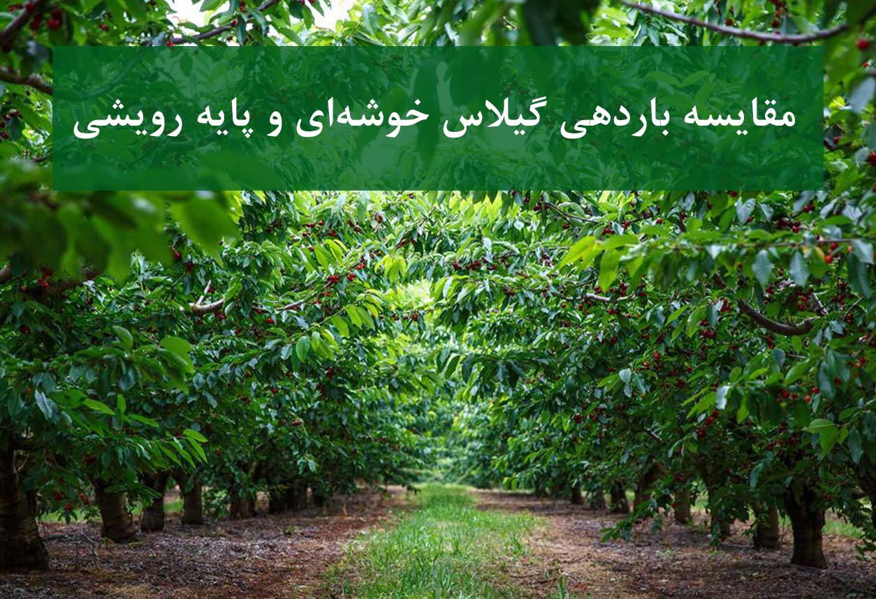 مقایسه باردهی گیلاس خوشه‌ای و پایه رویشی
