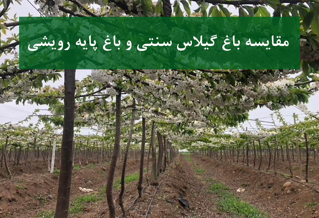 مقایسه باغ گیلاس سنتی و باغ پایه رویشی