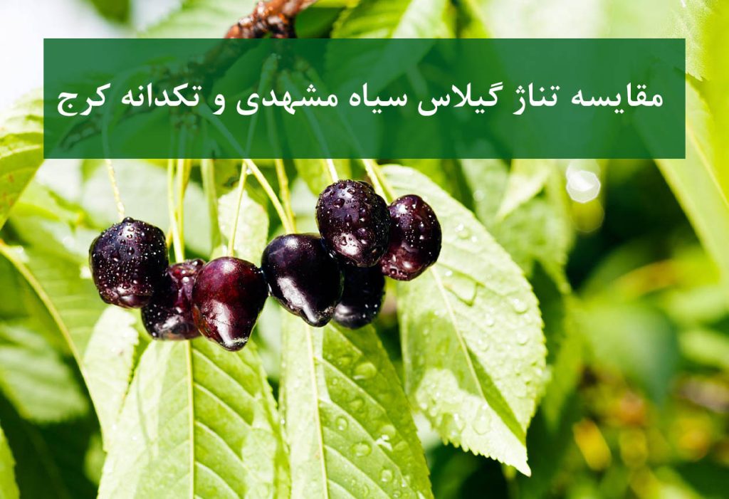 مقایسه تناژ گیلاس سیاه مشهدی و تکدانه کرج