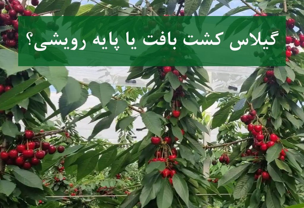 مقایسه رشد درخت گیلاس کشت بافت و پایه رویشی در باغ تجاری