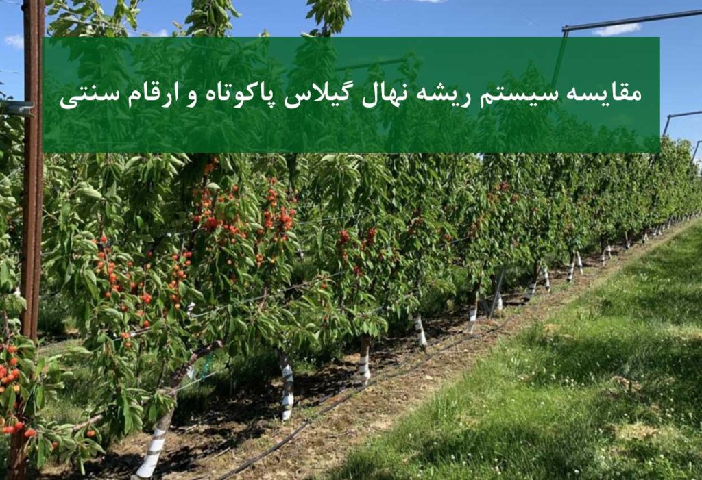 مقایسه سیستم ریشه نهال گیلاس پاکوتاه و ارقام سنتی