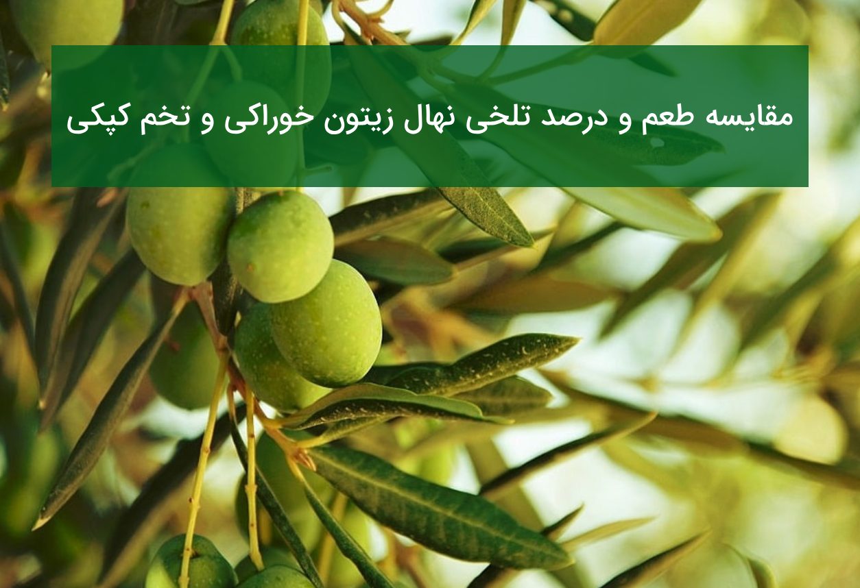 مقایسه طعم و درصد تلخی نهال زیتون خوراکی و تخم کپکی