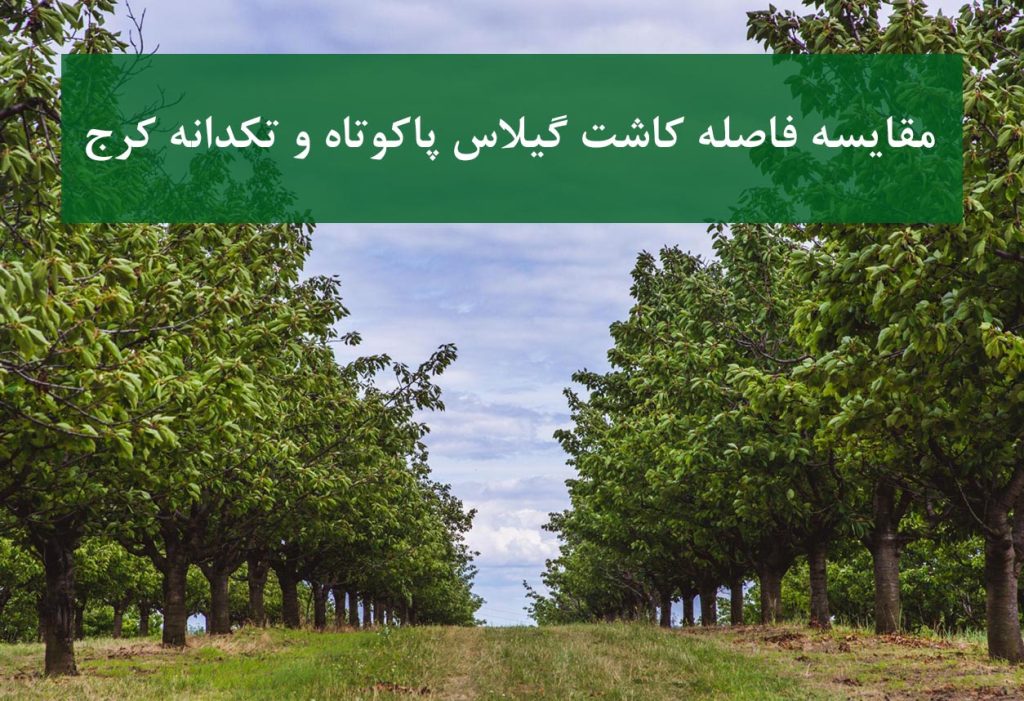مقایسه فاصله کاشت گیلاس پاکوتاه و تکدانه کرج