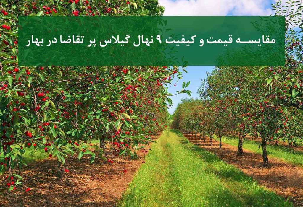 مقایسه قیمت و کیفیت 9 نهال گیلاس پر تقاضا