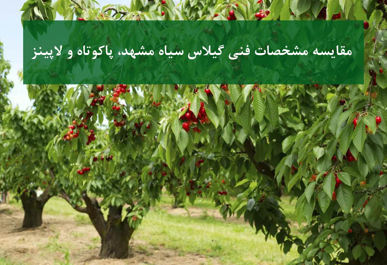 مقایسه مشخصات فنی گیلاس سیاه مشهد، پاکوتاه و لاپینز