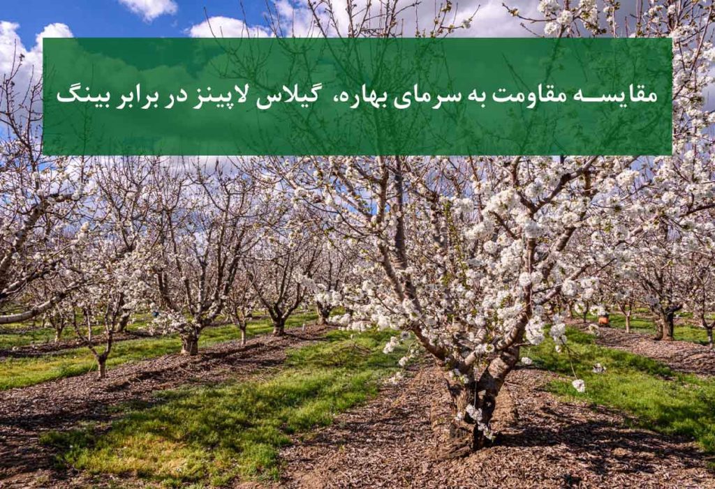 مقایسه مقاومت به سرمای بهاره در سال 1405 گیلاس لاپینز در برابر بینگ