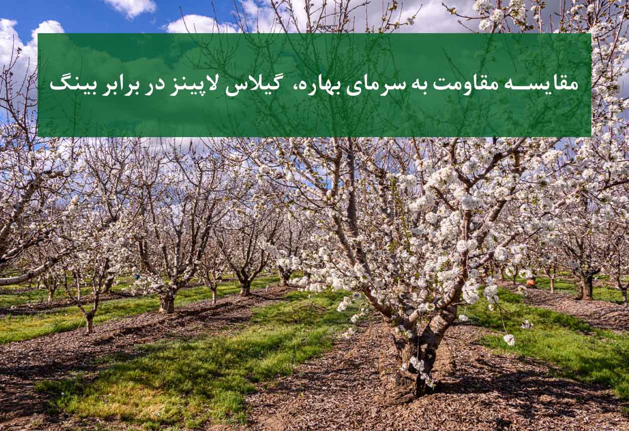مقایسه مقاومت به سرمای بهاره در سال 1405 گیلاس لاپینز در برابر بینگ