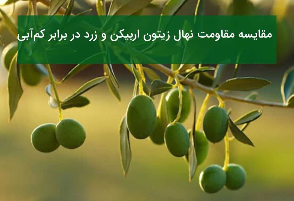 مقایسه نهال زیتون اربیکن و زرد از نظر مقاومت در برابر کم آبی