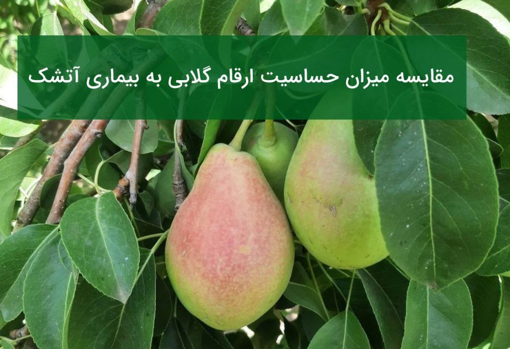مقایسه میزان حساسیت نهال گلابی به بیماری آتشک