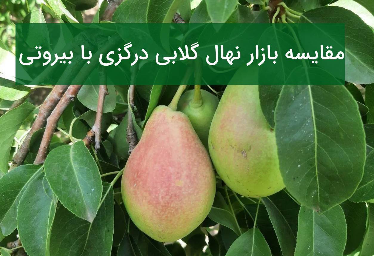 مقایسه نهال گلابی درگزی و بیروتی
