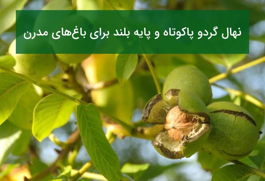 مقایسه نهال گردو پاکوتاه و پایه بلند