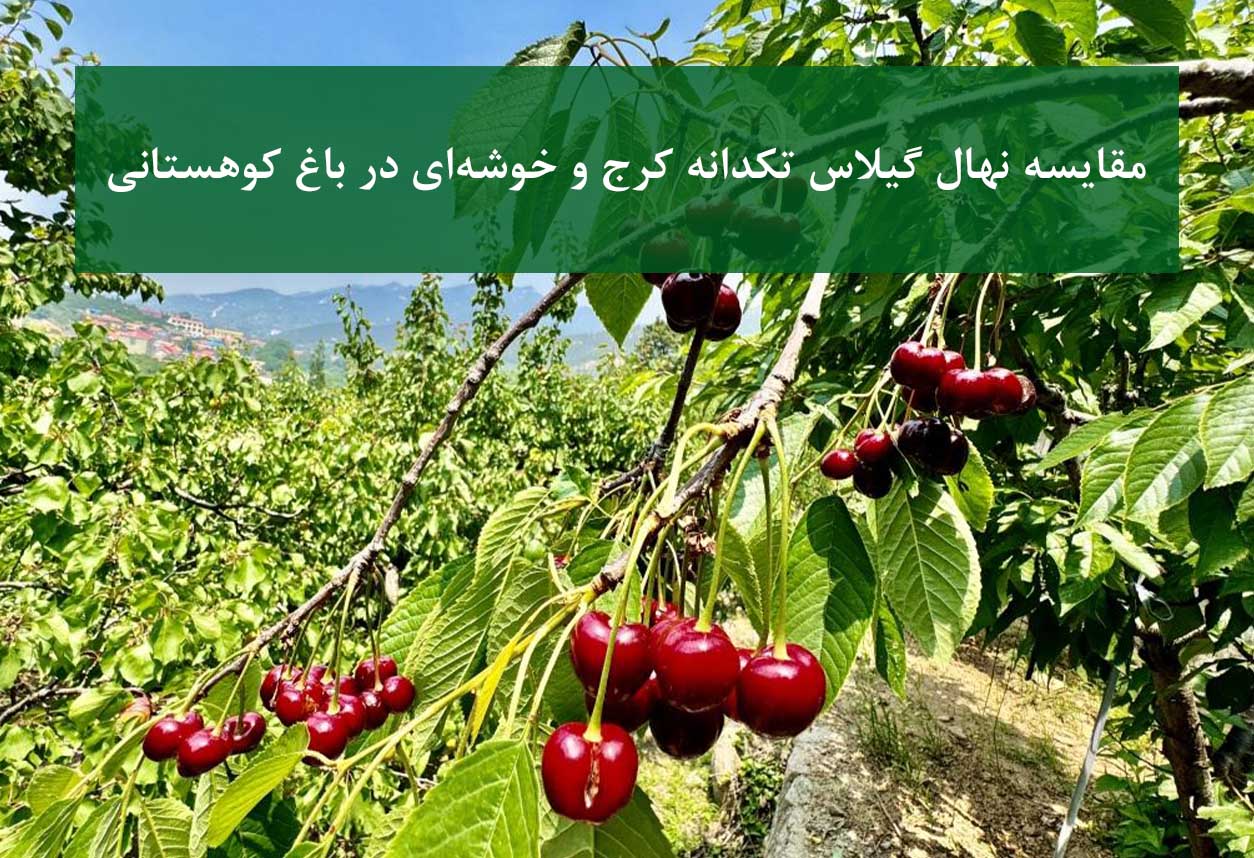 مقایسه نهال گیلاس تکدانه کرج و خوشه‌ای در باغ کوهستانی