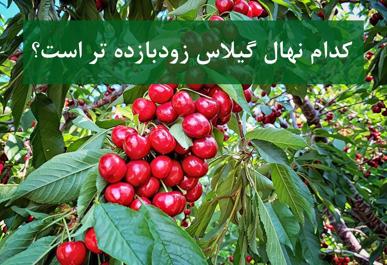 مقایسه نهال گیلاس خوشه‌ای و تکدانه در باغ تجاری