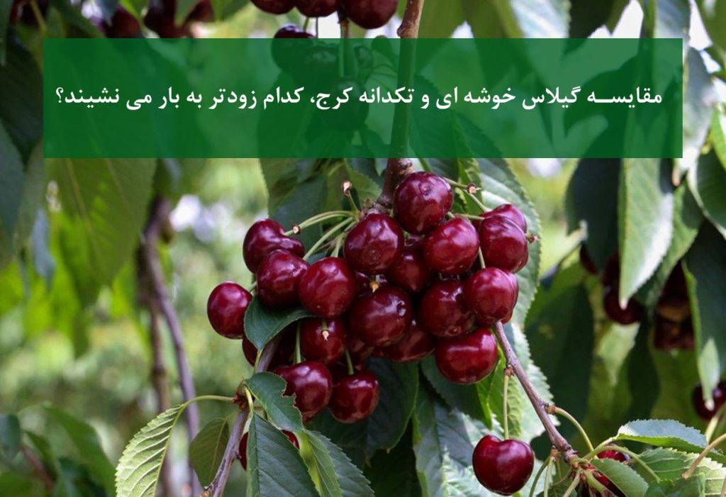 مقایسه نهال گیلاس خوشه‌ای و تکدانه کرج در مراحل اولیه باردهی