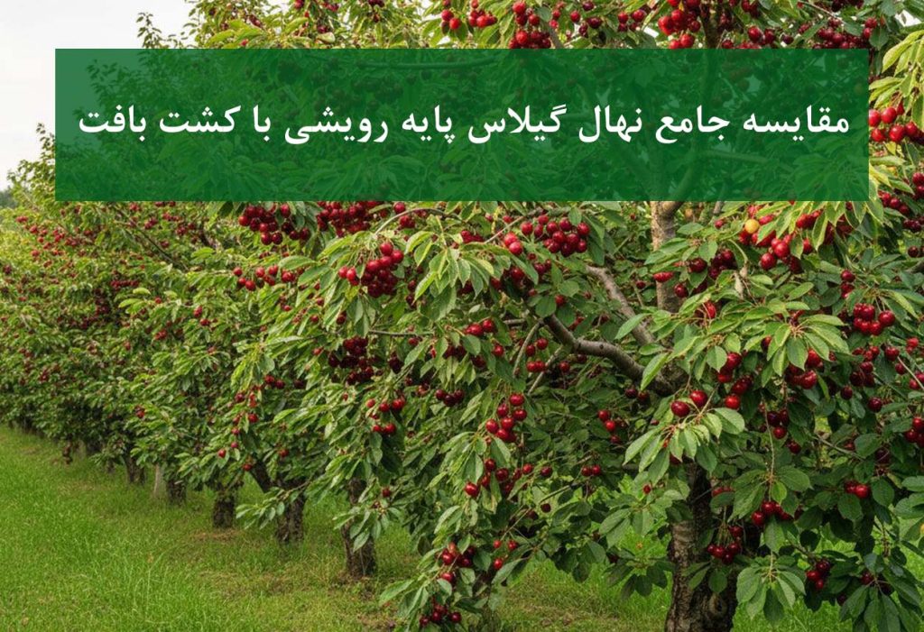 مقایسه نهال گیلاس پایه رویشی و کشت بافت در کنار یکدیگر