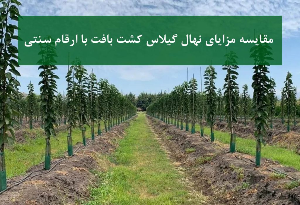 مقایسه نهال گیلاس کشت بافت و نهال سنتی