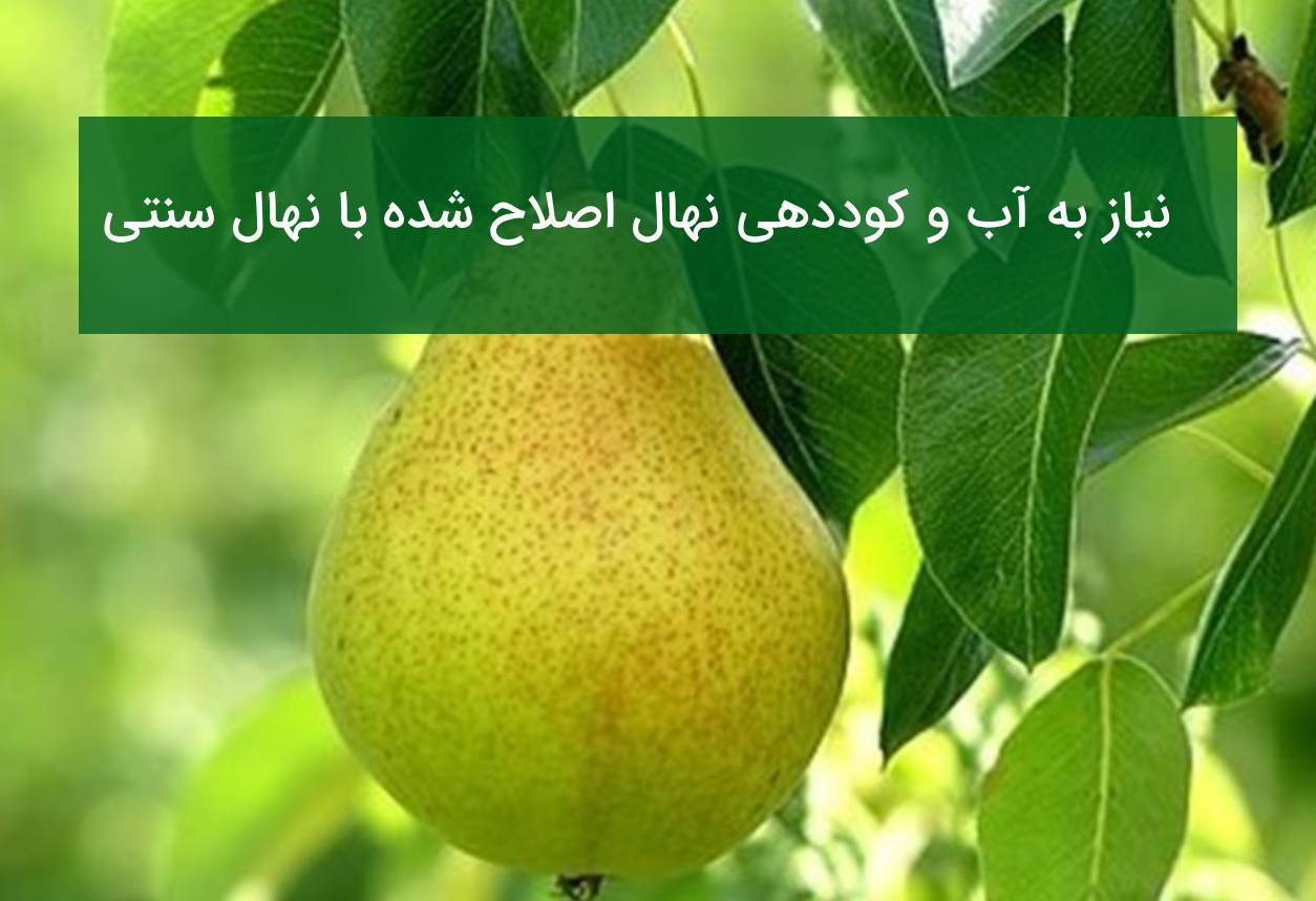مقایسه نیاز آإ و کوددهی نهال اصلاح شده با سنتی