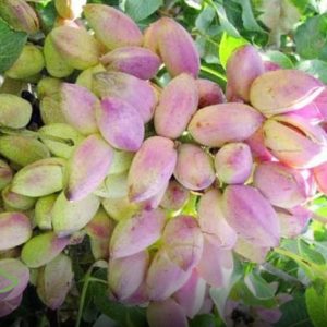 نهال پسته بادامی زرند پایه رویشی + مناسب احداث باغ تجاری