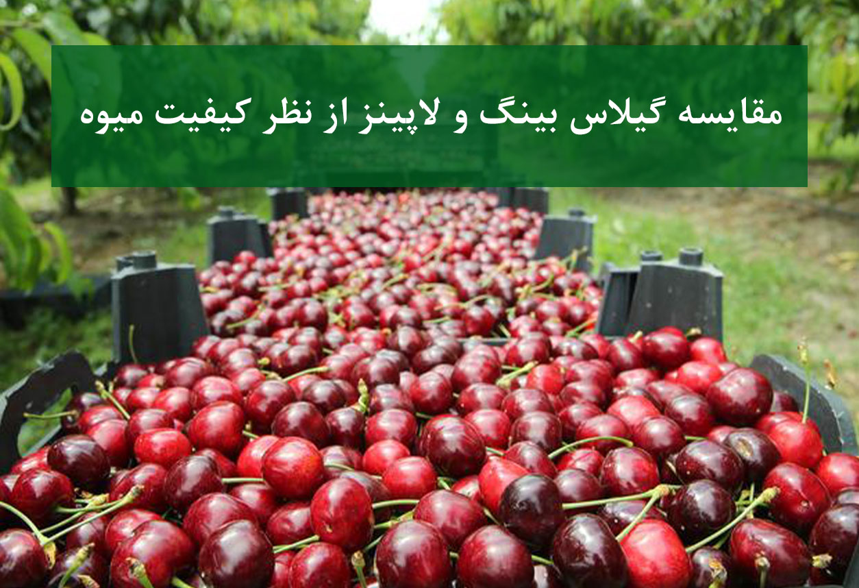مقایسه گیلاس بینگ و لاپینز از نظر کیفیت میوه