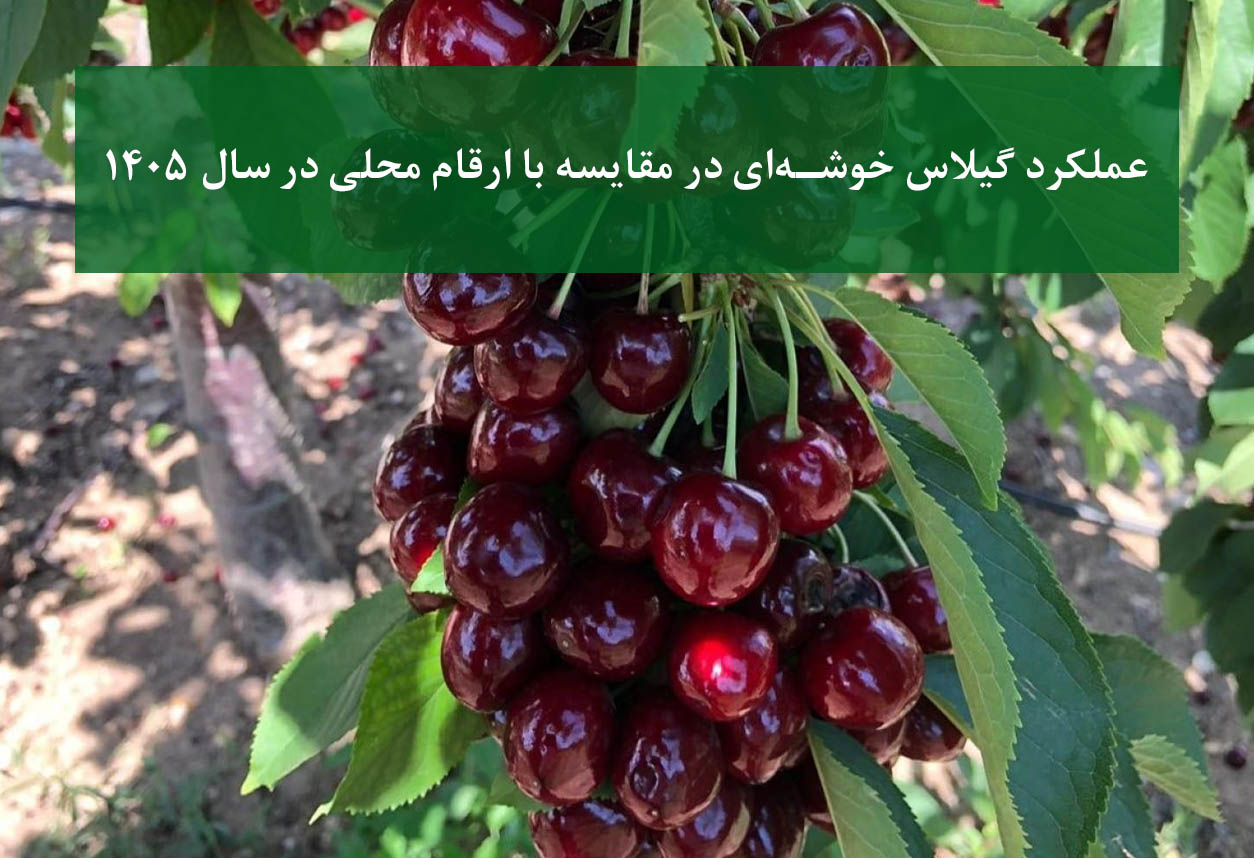 مقایسه گیلاس خوشه‌ای و ارقام محلی در باغ