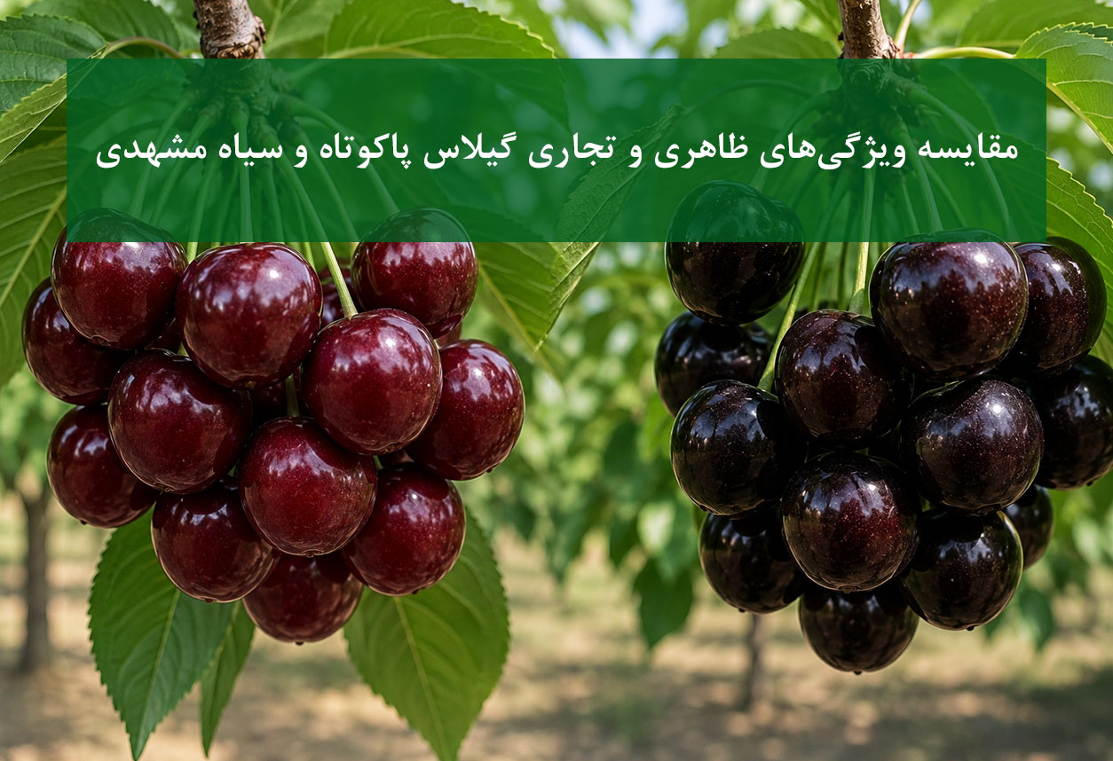 مقایسه گیلاس پاکوتاه و سیاه مشهدی
