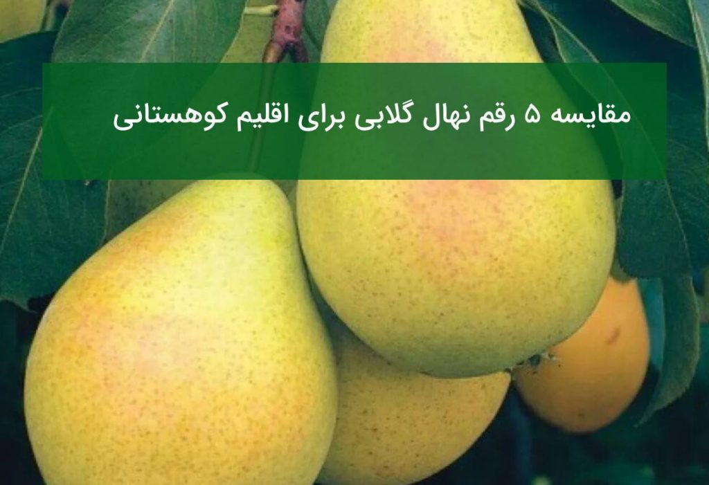 مقایسه ۵ رقم گلابی برتر برای اقلیم‌های کوهستانی و دامنه‌ای